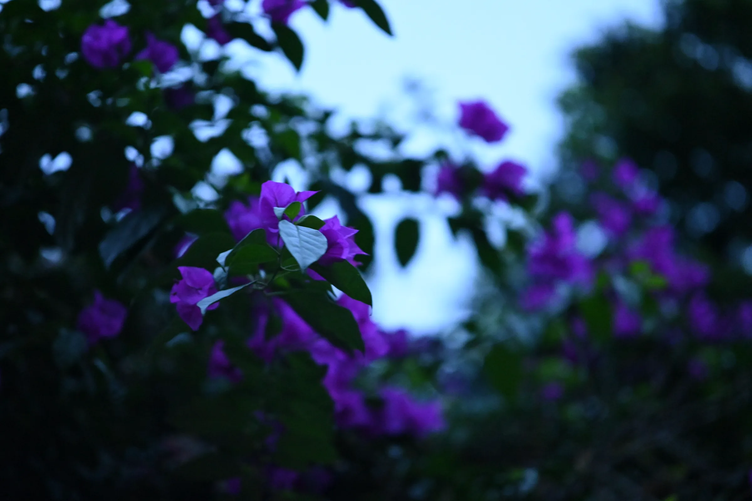 紫色花朵