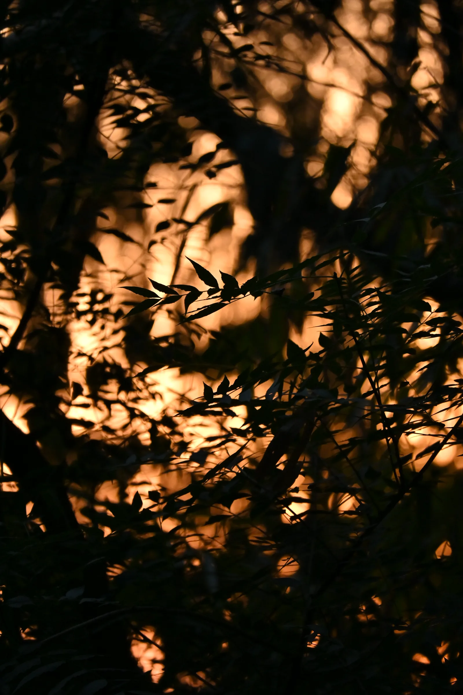 树枝间穿过的夕阳